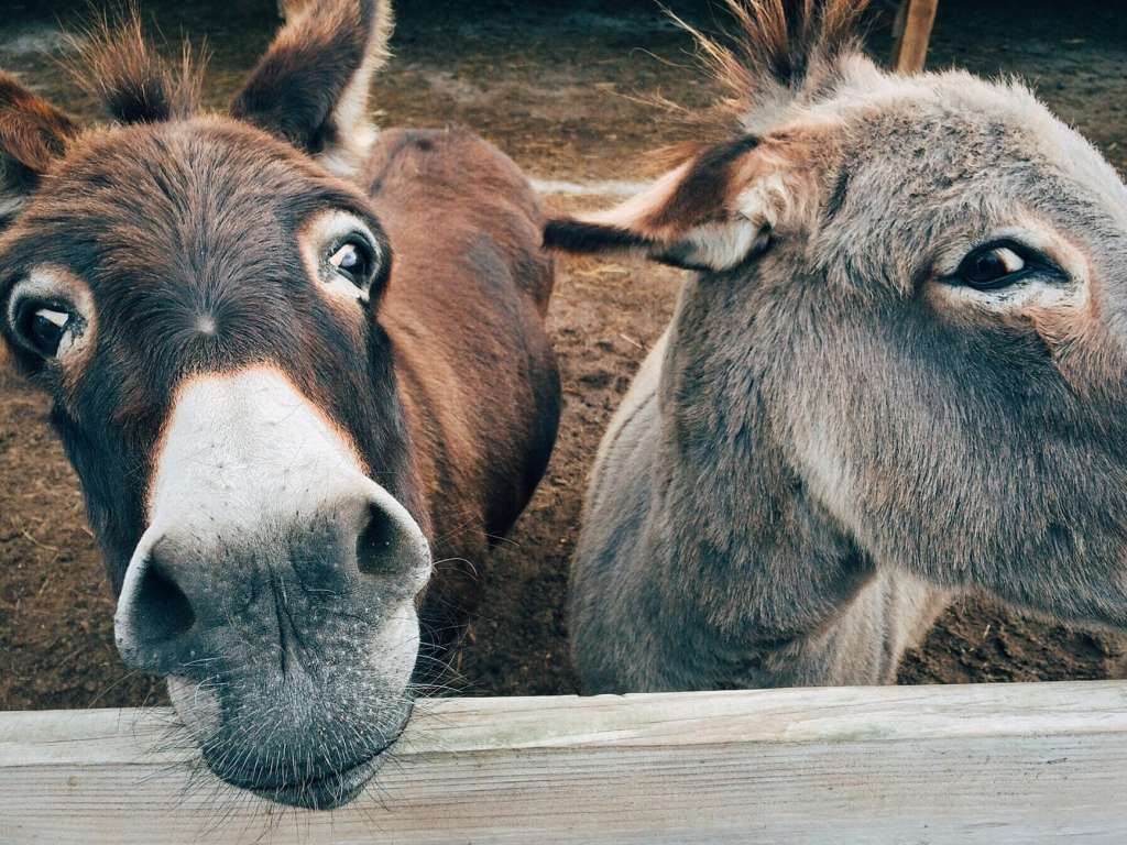 La carne de burro no es transparente