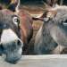 La carne de burro no es transparente