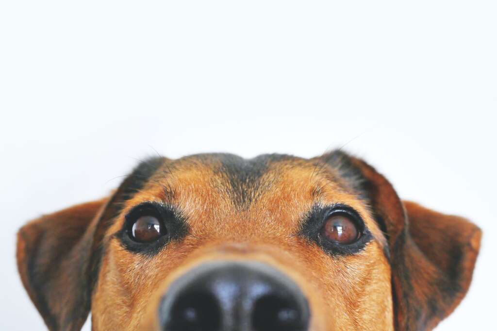 Entre perros, gatos y una mordida